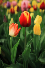 colorful beautiful bright tulips in the garden against the background of green spring foliage	
