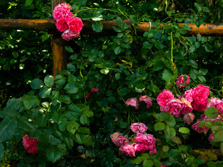Roses in the botanical garden in Radzionków. Free space for entry ready.