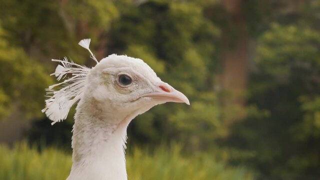 Close up of head of white watchful peacock in Wallenstein gardens, Czechia, day