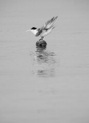 Greater Crested Tern perched on a float at Busaiteen coast, Bahrain