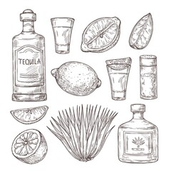 Agave tequila sketch. Vintage glass shot, bar ingredients and plant. Isolated drawing alcohol bottle, salt lemon or lime vector illustration. Tequila sketch bottle, drink alcohol design drawing