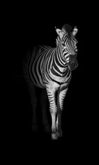 Zebra  African equines with distinctive black-and-white stripes