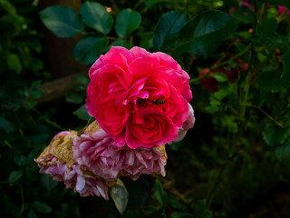 Roses in the botanical garden in Radzionków. Free space for entry ready.