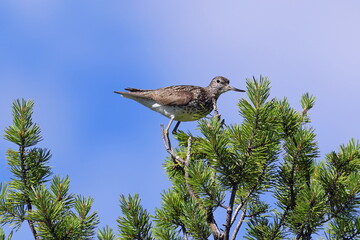 Tringa nebularia. Common Greenshank a summer day in the Arctic