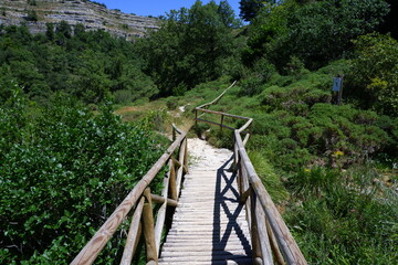 Fototapeta na wymiar Puente madera en el bosque