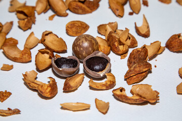 Macadamia shells and almonds that were thrown away on a white background