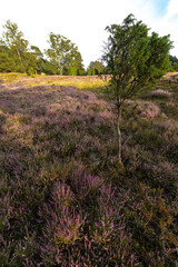 Heathland in Bad Fallingbostel, Germany