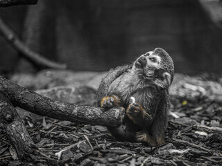 Monkey looks up from the ground.