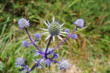 Flores de cardo morado silvestre