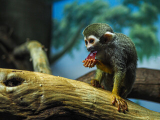 Monkey eating food on a tree.