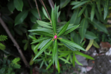 Beautiful pink flower bud on green leaves with blur background.