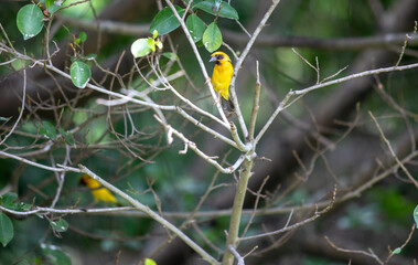A yellow bird perched on a branch