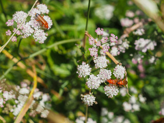 Red Cardinal Beetle on wild flower