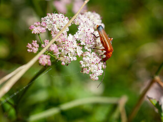 Red Cardinal Beetle on wild flower