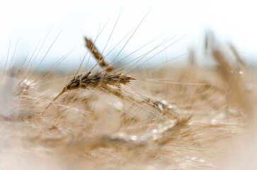 spikelets of wheat on the field close up