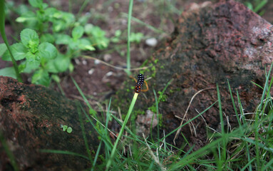 A colorful white doted caterpillar with black body on top of tiny grass tip.
