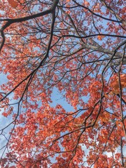 Under an autumn tree