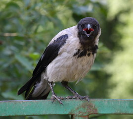 Obraz premium A crow with an open beak sits on a green railing
