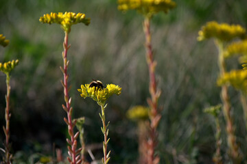 bee on yellow flower, summer, spring, nature, plant, green,blossom, insect, field,flora,beauty, fly, floral,pollen, 