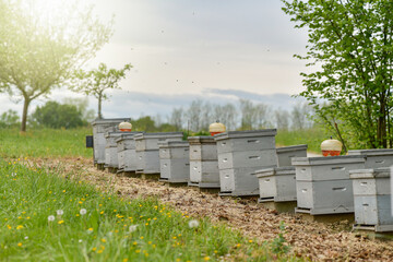 hives placed in the countryside to house the bees