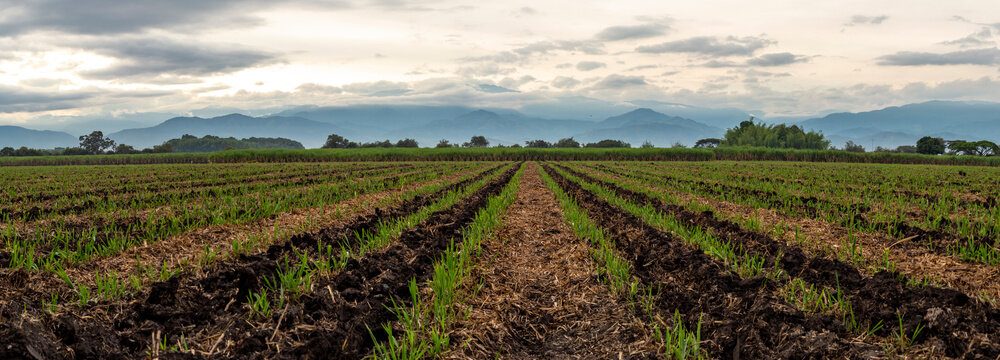 Panoramic Photograph Of Sugar Cane Crops In Valle Del Cauca Colombia With The Andes In The Background.
