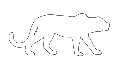 Leopard line contour vector illustration isolated on white background. Wild cat in hunt lurking pray. Panther symbol.
Silent predator. Big wild cat from Africa and Asia.
