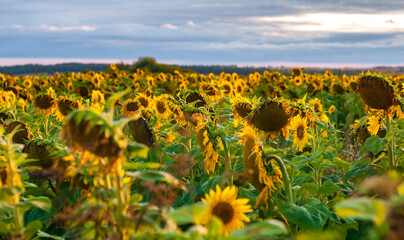 Obraz premium sunflower field with blue sky