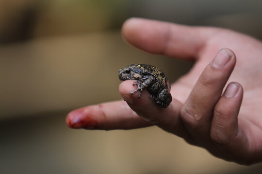 Limnonectes larvaepartus is a species of fanged frog in the family Dicroglossidae endemic to northern and western Sulawesi, Indonesia.
