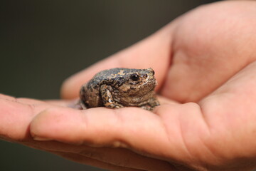 Limnonectes larvaepartus is a species of fanged frog in the family Dicroglossidae endemic to northern and western Sulawesi, Indonesia.