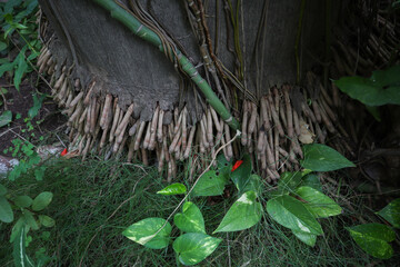 Bottom part of Royal Palms Tree Stem.
