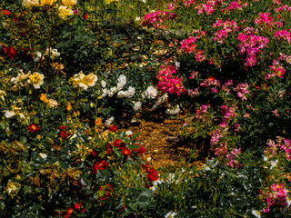 Obrazy  Róże w ogrodzie botanicznym w Radzionkowie. Wolne miejsce na wejście gotowe.