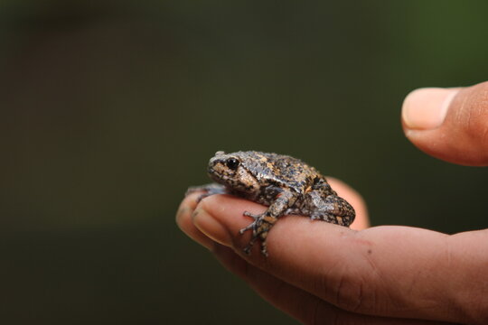 Limnonectes larvaepartus is a species of fanged frog in the family Dicroglossidae endemic to northern and western Sulawesi, Indonesia.