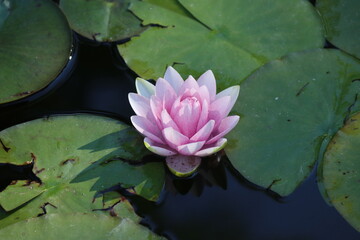 pink water lily