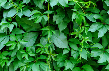 beautiful background with green leaves of a climbing plant