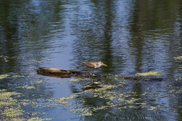 Spotted Sandpiper