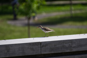 Spotted Sandpiper