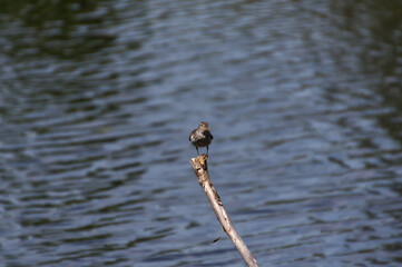 Spotted Sandpiper