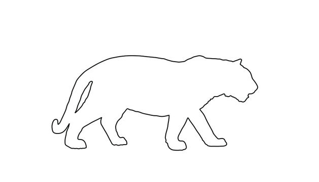 Tiger vector line contour illustration isolated on white background. Big wild cat. Siberian tiger or Bengal tiger. 