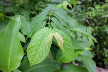 Fresh new pink leaves Mitragyna speciosa (Kratom Plant). This plant also used for creating traditional medicines in few countries of south east Asia.