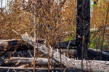 fire in the forest