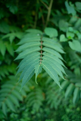 fern leaf in the forest