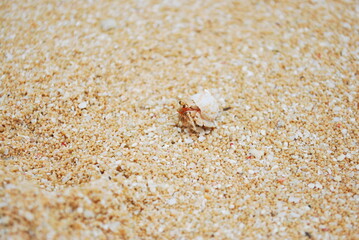 やどかり,ヤドカリ,Hermit crab,Cangrejo ermitaño