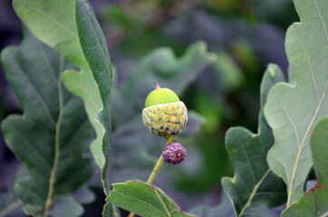 Obraz premium small oak acorn on a branch