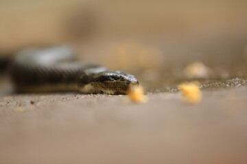 Cerberus rynchops, also known as the New Guinea bockadam, South Asian bockadam, bockadam snake, or dog-faced water snake, is a mildly venomous species of a snake