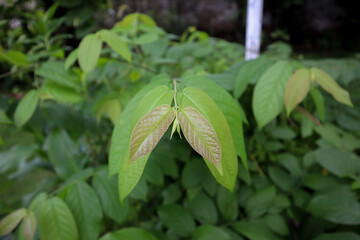 Obraz premium Close up of Newly born Mitragyna speciosa (Kratom Plant) leaves. This plant also used for creating traditional medicines in few countries of south east Asia.