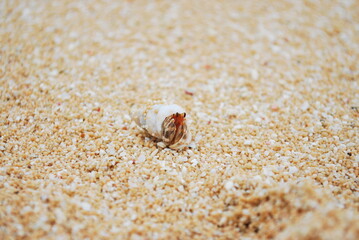 やどかり,ヤドカリ,Hermit crab,Cangrejo ermitaño