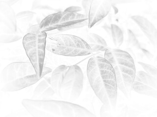 Beautiful abstract color gray and white flowers on white background and light pink flower frame and white leaves texture, dark background, colorful graphics banner, white leaves