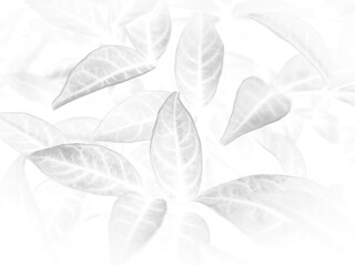 Beautiful abstract color gray and white flowers on white background and light pink flower frame and white leaves texture, dark background, colorful graphics banner, white leaves