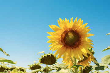 Big beautiful yellow sunflower in filed on clear blue sky with copy space for your text 