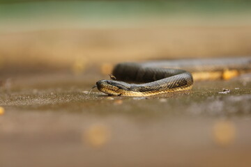 Cerberus rynchops, also known as the New Guinea bockadam, South Asian bockadam, bockadam snake, or dog-faced water snake, is a mildly venomous species of a snake